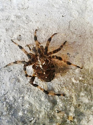 Araneus diadematus - Otranto (LE)